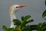 Breeding color cattle egret peeking over the leaves