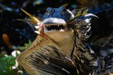 Alligator with a tricolor heron in its jaws