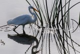 Great egret and reeds, reflecting