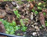 Mottled duck mom with 21 ducklings!
