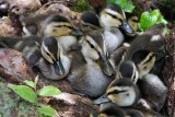 Many ducklings all resting together