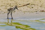 Black-necked stilt chick at the shore