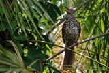 Brown thrasher up in a palm tree