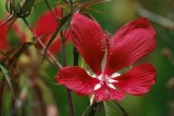 Red swamp flower