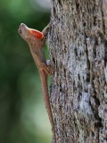 Brown anole sticking out his dewlap