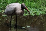 Wood stork hanging by the water