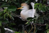 Cattle egret displaying by its nest