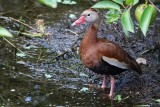 Black bellied whistling duck in the shade