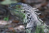 Green iguana closeup