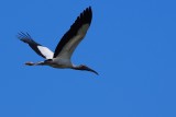 Wood stork flying past