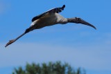 Wood stork profile in flight