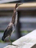 Green heron extending his neck