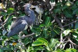 Tricolor heron in the trees