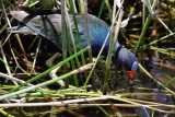 Purple gallinule picking over the water