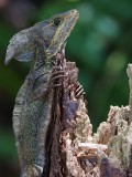 Basilisk lizard close up