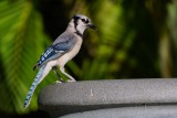 Blue jay atop a planter in my yard