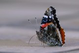 Red Admiral butterfly by my pool
