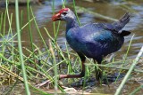 Grey-headed swamphen walking