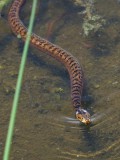 Banded water snake swimming his way