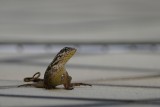 Northern curly-tailed lizard on my deck