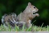 Invading squirrel eating sunflower seeds