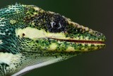Closeup with a knight anole