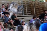 Eagle owl taking off over the crowd
