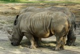 Pair of white rhinos
