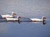 White crested ducks