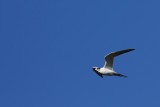 Forsters tern
