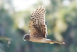 Northern harrier