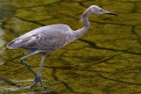 Reddish egret