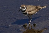 Kildeer