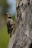 Northern flicker