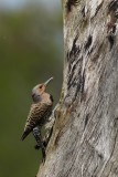Northern flicker