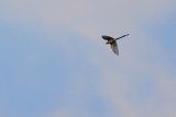 Scissor-tailed flycatcher