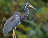 Tricolor heron on the rail