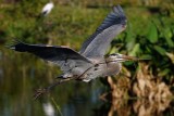 Great blue heron flying low with a big stick