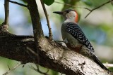 Red-bellied woodpecker showing why it got its name