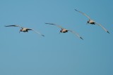 Trio of ibis banking together