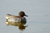 Green-winged teal - male