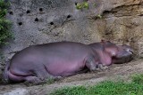 Sleeping hippo