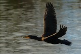 Double-crested cormorant flying past