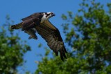 Osprey flying off with his catch