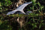 Great blue heron flying low
