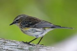 Yellow-rumped warbler on a branch