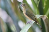 Juvenile painted bunting