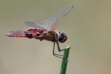 Red dragonfly closeup