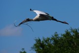Wood stork passing by