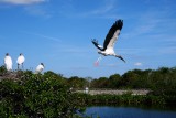 Wood stork departing the island